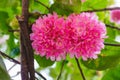 Beautiful pink flowers of a Dombeya wallichii flowering shrub of the family Malvaceae, tropical hydrangea