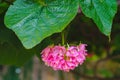 Beautiful pink flowers of a Dombeya wallichii flowering shrub of the family Malvaceae, tropical hydrangea