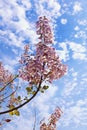 Beautiful pink flowers of Empress tree ( Paulownia tomentosa )