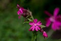 beautiful pink flowers on field Royalty Free Stock Photo