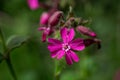 beautiful pink flowers on field Royalty Free Stock Photo