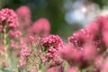 Beautiful pink flowers field in blur view. Blooming garden with selected soft focus and pink flowers in front and back Royalty Free Stock Photo