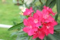 Beautiful pink flowers Royalty Free Stock Photo