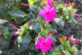 Beautiful pink flowers in garden. Flowers wallpaper Royalty Free Stock Photo