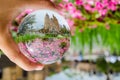 Beautiful pink flowers field at st. mary`s cathedral sydney photography in clear crystal glass ball. Royalty Free Stock Photo