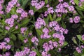 Beautiful pink flowers of forget-me-not or Myosotis sylvatica in the garden