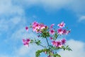 Beautiful pink flowers, fresh color with cloud and blue sky background.