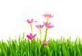 Beautiful pink flowers and fresh spring green grass isolated on Royalty Free Stock Photo