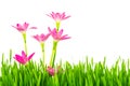 Beautiful pink flowers and fresh spring green grass isolated on Royalty Free Stock Photo