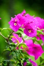 Beautiful pink flowers in the garden, floral background spring and summer concept. Soft focus of Pink Bougainvillea glabra Choisy Royalty Free Stock Photo