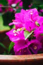 Beautiful pink flowers in the garden, floral background spring and summer concept. Soft focus of Pink Bougainvillea glabra Choisy Royalty Free Stock Photo