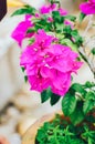 Beautiful pink flowers in the garden, floral background spring and summer concept. Soft focus of Pink Bougainvillea glabra Choisy Royalty Free Stock Photo