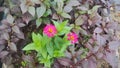 Beautiful pink flowers in a garden stand out against dark green leaves