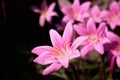 Beautiful pink flowers in the garden white centre