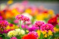 Beautiful pink flowers on green grass background.