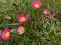 Beautiful pink flowers in the green grass, close up Royalty Free Stock Photo