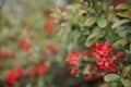 Beautiful pink flowers grow on a quince bush wild apple background portrait screensaver