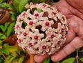 Beautiful pink flowers of Hoya Carnosa, a popular tropical plant Royalty Free Stock Photo