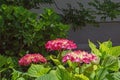 Beautiful pink flowers of Hydrangea macrophylla in garden Royalty Free Stock Photo