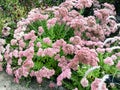 Beautiful pink flowers, Hylotelephium telephium.