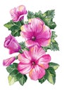 Beautiful pink flowers lavatera. Delicate bouquet of flowers. Watercolor