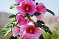Beautiful pink flowers in Leros island, Greece. Royalty Free Stock Photo