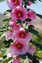 Beautiful pink flowers in Leros island, Greece. Royalty Free Stock Photo