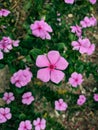 Beautiful pink flowers Madagascar periwinkle rose in the garden