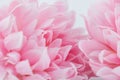 Pink flowers made with color filters, soft color and blur style for background Royalty Free Stock Photo