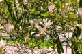 Beautiful pink flowers of Magnolia soulangeana Royalty Free Stock Photo