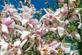 Beautiful pink flowers of Magnolia soulangeana Royalty Free Stock Photo