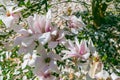 Beautiful pink flowers of Magnolia soulangeana Royalty Free Stock Photo