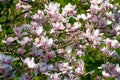 Beautiful pink flowers of Magnolia soulangeana Royalty Free Stock Photo