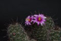 Beautiful pink flowers of Mammillaria Beneckei cactus on black background