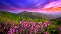 Beautiful pink flowers on mountains at sunset, Hwangmaesan mountain in Korea. Royalty Free Stock Photo
