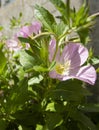 Beautiful pink flowers Oenothera speciosa on a Sunny day in Greece Royalty Free Stock Photo