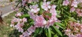 Beautiful pink flowers of oleander Nerium Oleander in full bloom Royalty Free Stock Photo