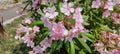 Beautiful pink flowers of oleander Nerium Oleander in full bloom