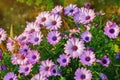 Beautiful pink flowers of Osteospermum African Daisies