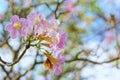 Beautiful pink flowers