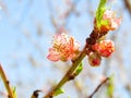 Beautiful pink flowers of peach tree Royalty Free Stock Photo