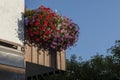 Beautiful pink flowers pelargonium blooming in the balcony, Cortina D`Ampezzo, Dolomites, Alps, Veneto