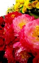 Beautiful pink flowers photo Royalty Free Stock Photo