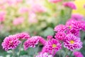 The pink gerber daisies flowers spring flowers on the at sunset Royalty Free Stock Photo