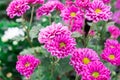 The pink gerber daisies flowers spring flowers on the at sunset Royalty Free Stock Photo