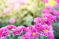 The pink gerber daisies flowers spring flowers on the at sunset Royalty Free Stock Photo