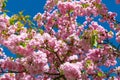 Beautiful pink flowers of Prunus serrulata. Japanese cherry Royalty Free Stock Photo