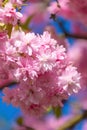 Beautiful pink flowers of Prunus serrulata. Japanese cherry Royalty Free Stock Photo