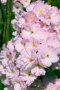 Beautiful pink flowers of Prunus serrulata. Japanese cherry Royalty Free Stock Photo