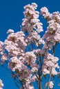 Beautiful pink flowers of Prunus serrulata. Japanese cherry Royalty Free Stock Photo